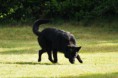/album/fairness-oscar-van-de-kevinsfarm/dsc05580-2-jpg/